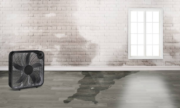 Best Basement water damage restoration  in Bridgeport, TX